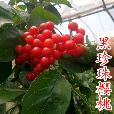 黑珍珠樱桃苗