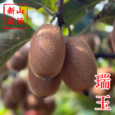 瑞玉猕猴桃