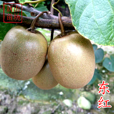 东红猕猴桃苗