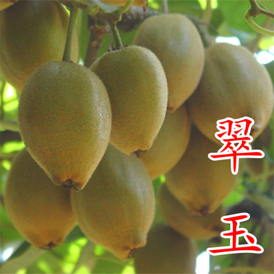 翠玉猕猴桃苗