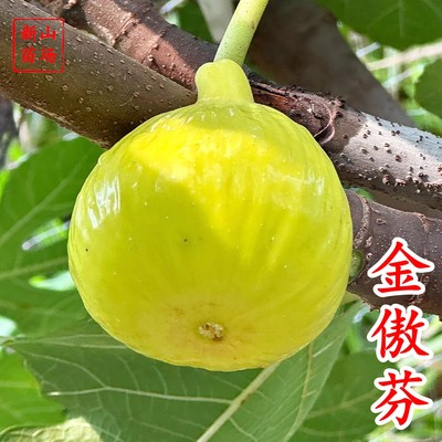 金傲芬无花果苗