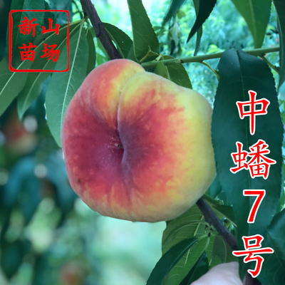 中蟠7号桃苗