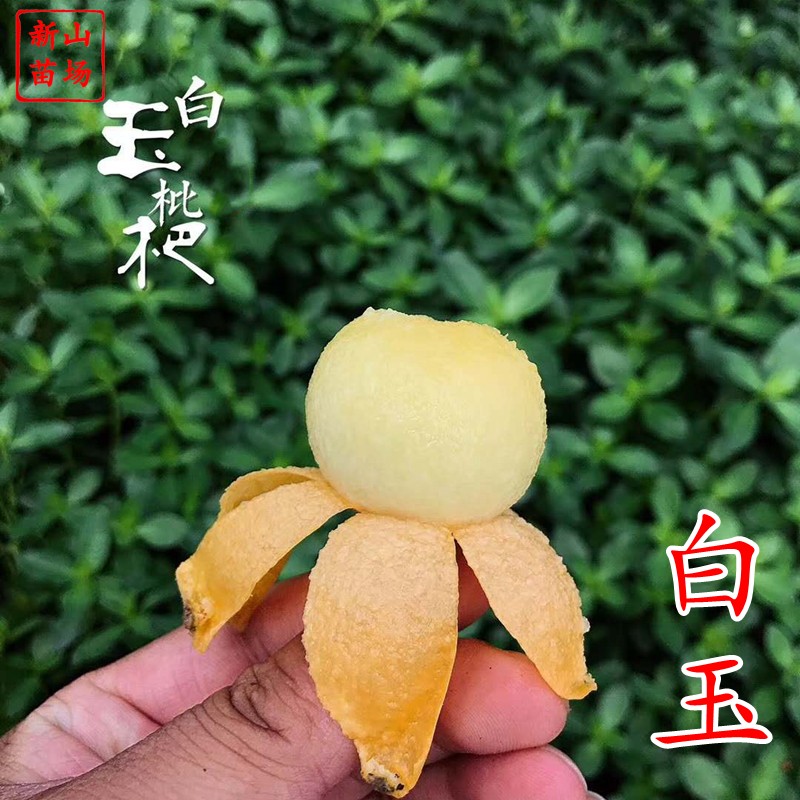 白玉枇杷苗