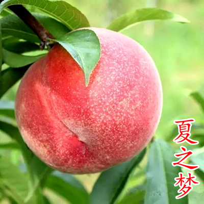 夏之梦桃苗