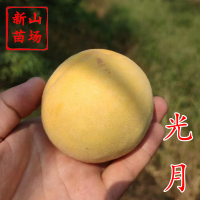 日本光月黄桃苗