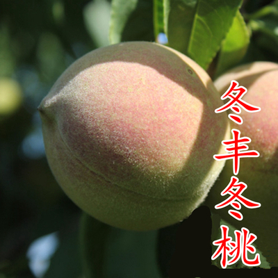 冬丰冬桃苗
