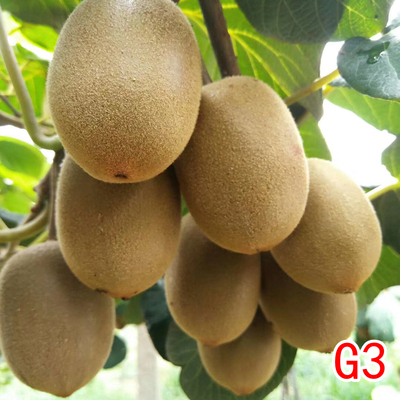 黄G3阳光金果猕猴桃苗