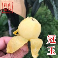 冠玉枇杷苗
