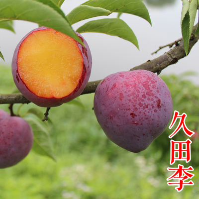 川岛久田李子苗