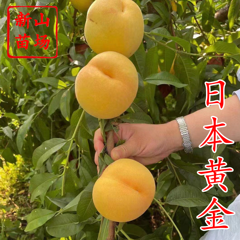 日本黄金黄桃苗