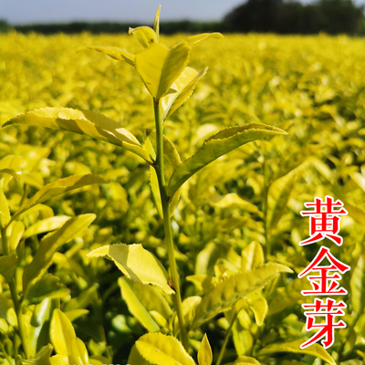 茶苗-黄金芽茶叶苗