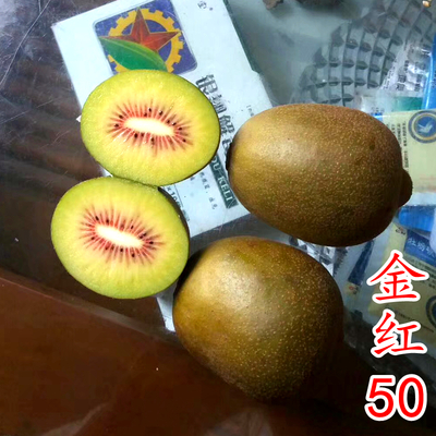金红50号猕猴桃苗