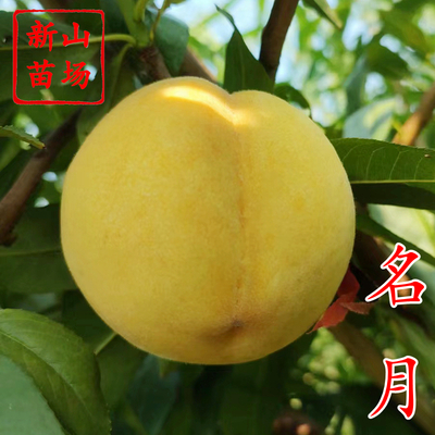 日本名月黄桃苗