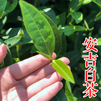茶苗-安吉白茶茶叶苗