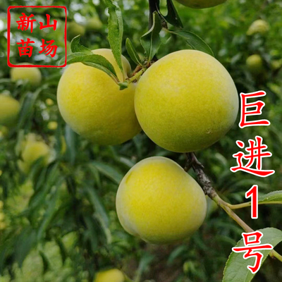 巨进一号李子苗