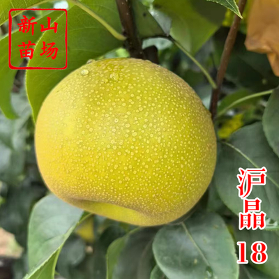 沪晶18号梨苗