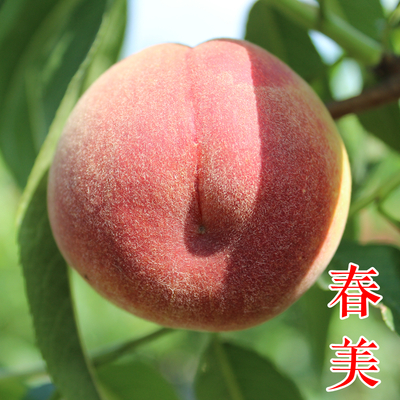 春美桃苗（突围）