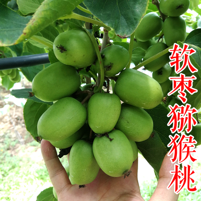 软枣猕猴桃苗