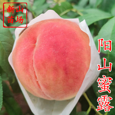 阳山蜜露桃苗