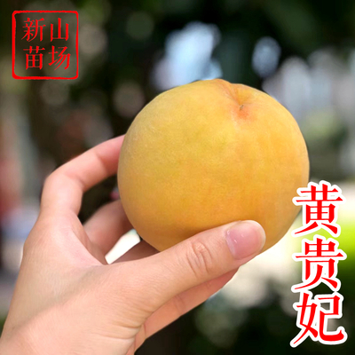 日本黄贵妃黄桃苗