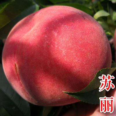 苏丽桃苗