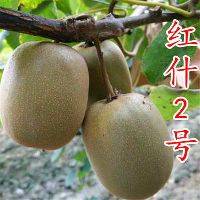 红什2号猕猴桃苗