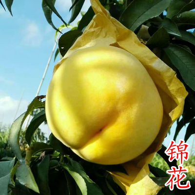 锦花晚黄桃苗