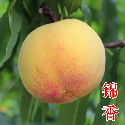 锦香黄桃苗