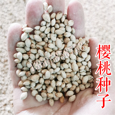 种子-樱桃种子