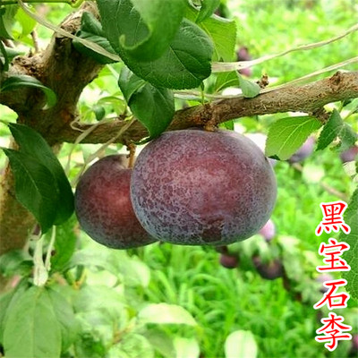 黑宝石李子苗