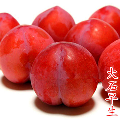 大石早生李子苗