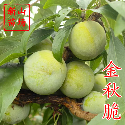 金秋晚脆李子苗
