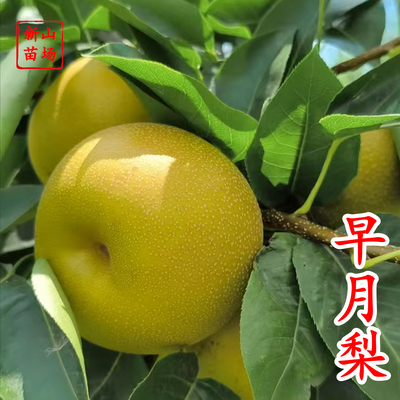 早月梨