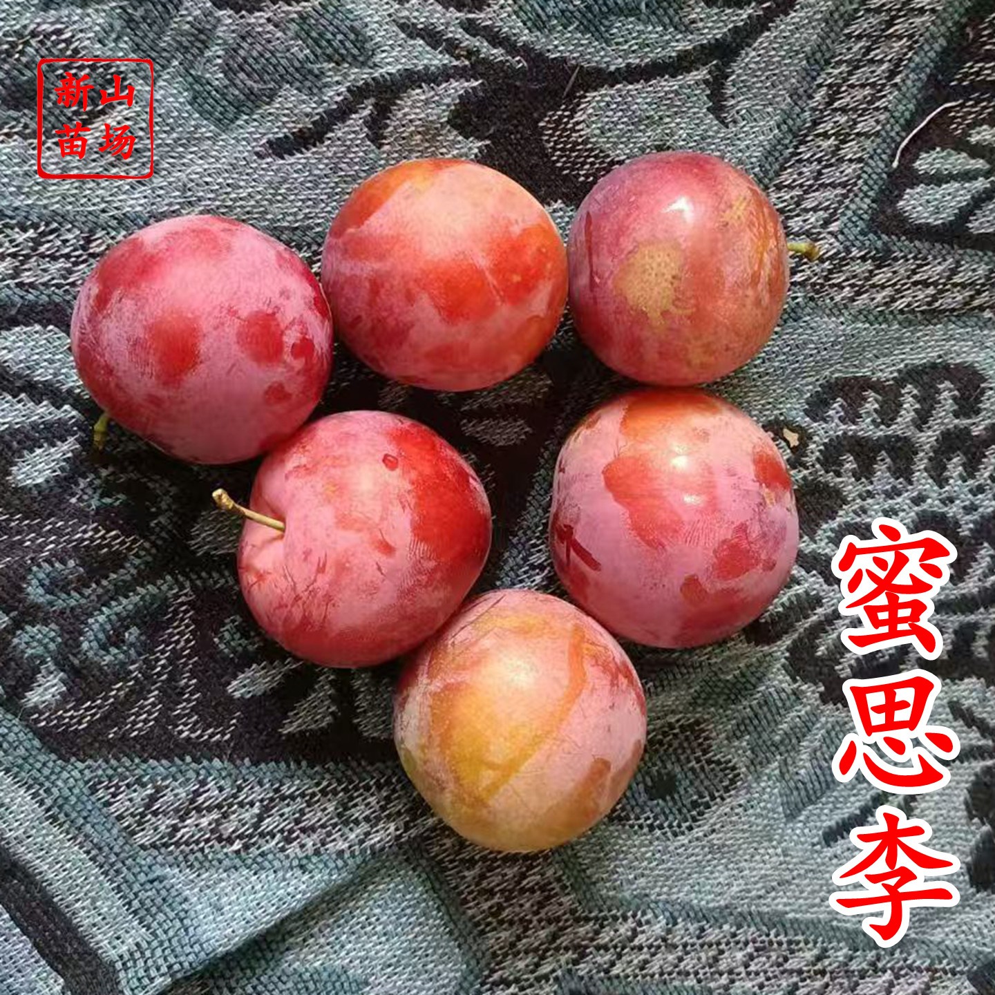 蜜思李苗
