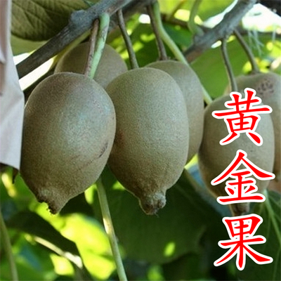 黄金果猕猴桃苗