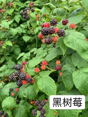 智利黑树莓
