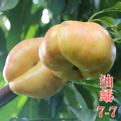 油蟠7-7号桃苗（油蟠9）