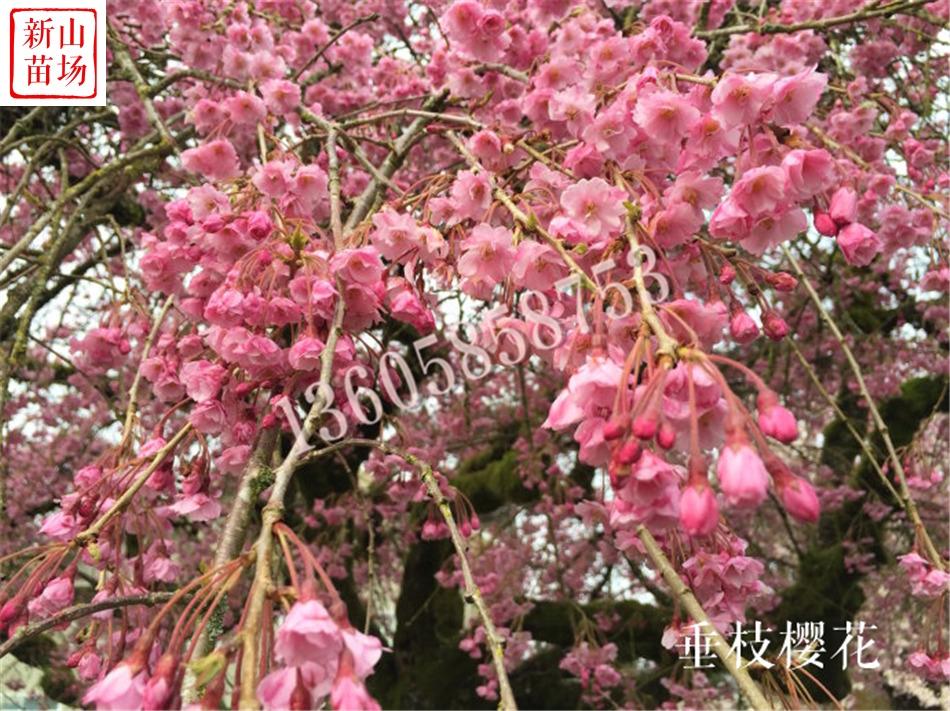 八重红垂枝樱花|垂枝樱花小苗|垂枝樱花品种|垂枝樱花苗木价格多少|垂枝樱花苗批发基地|垂枝樱花苗产地|垂枝樱花苗图片|垂枝樱花树苗|垂枝樱花 ...