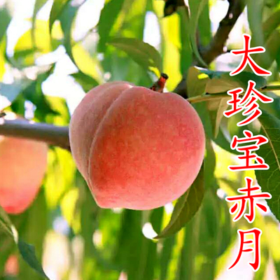 大珍宝赤月桃苗