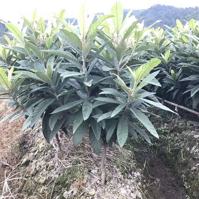 枇杷结果大树（多年生）