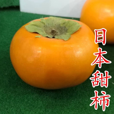 日本甜柿苗