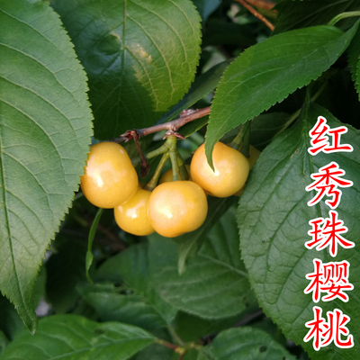 红秀珠樱桃苗（黄水晶）