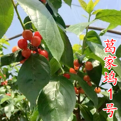 葛家坞1号樱桃苗
