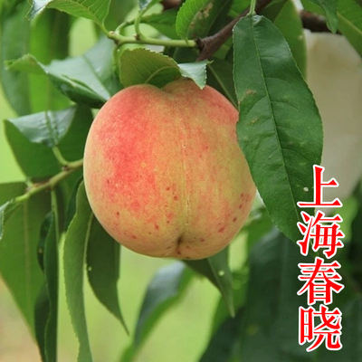 上海春晓桃苗