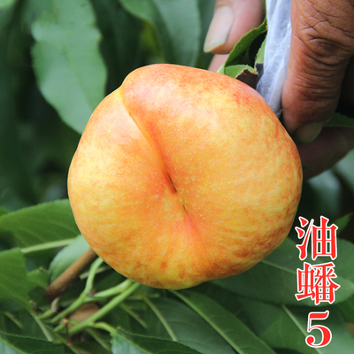 中油蟠5号桃苗