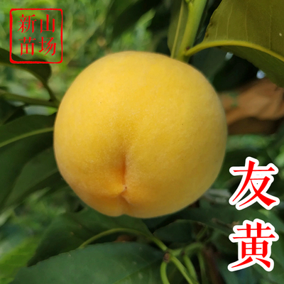 日本友黄桃苗