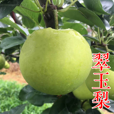 翠玉梨苗（518）