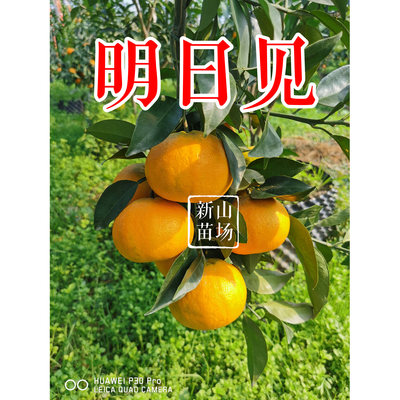 明日见桔苗（阿斯蜜）