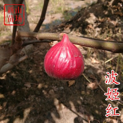 波姬红无花果苗