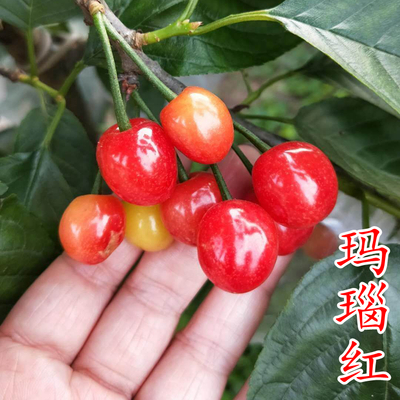 玛瑙红樱桃苗